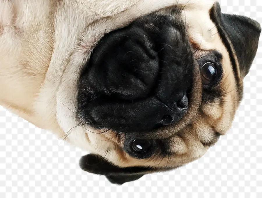 Pug，Cachorro PNG