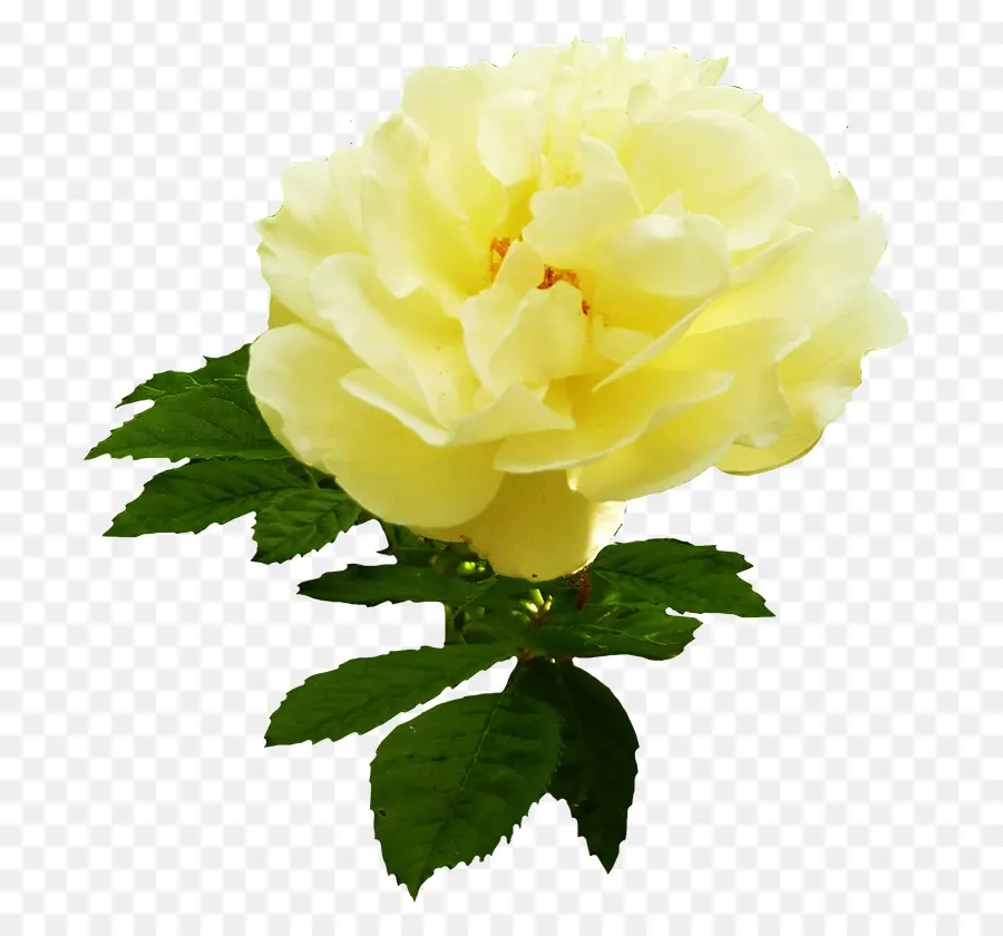 Rosas De Centifolia，Amarillo PNG