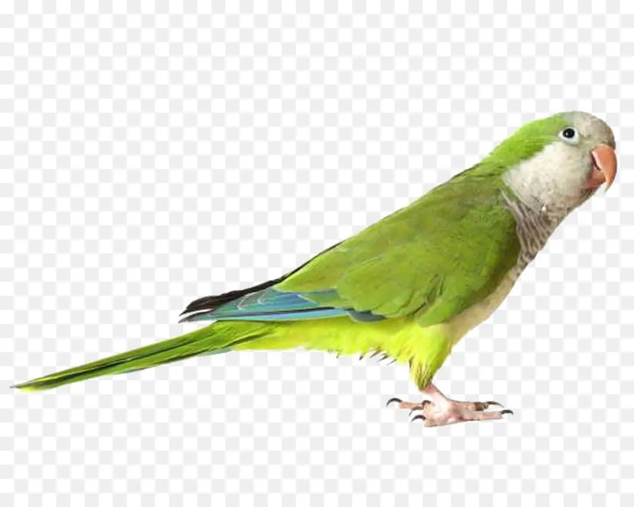 Loro Verde，Plumas PNG