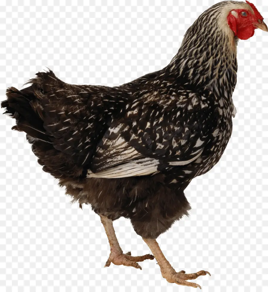 Pollo，De Pie PNG