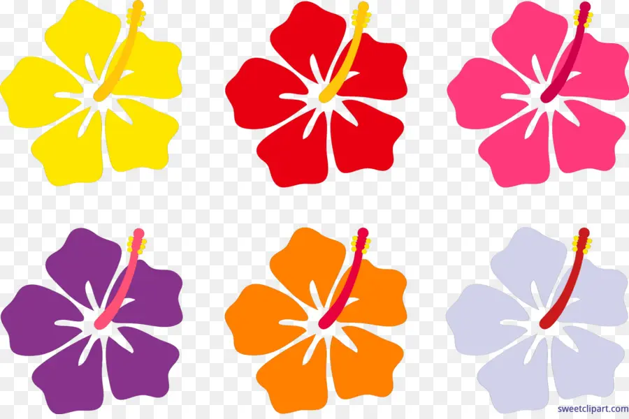 Flores De Hibisco，Vistoso PNG