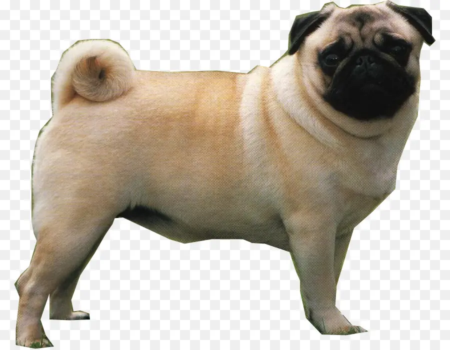 Perro Pug，Mascota PNG