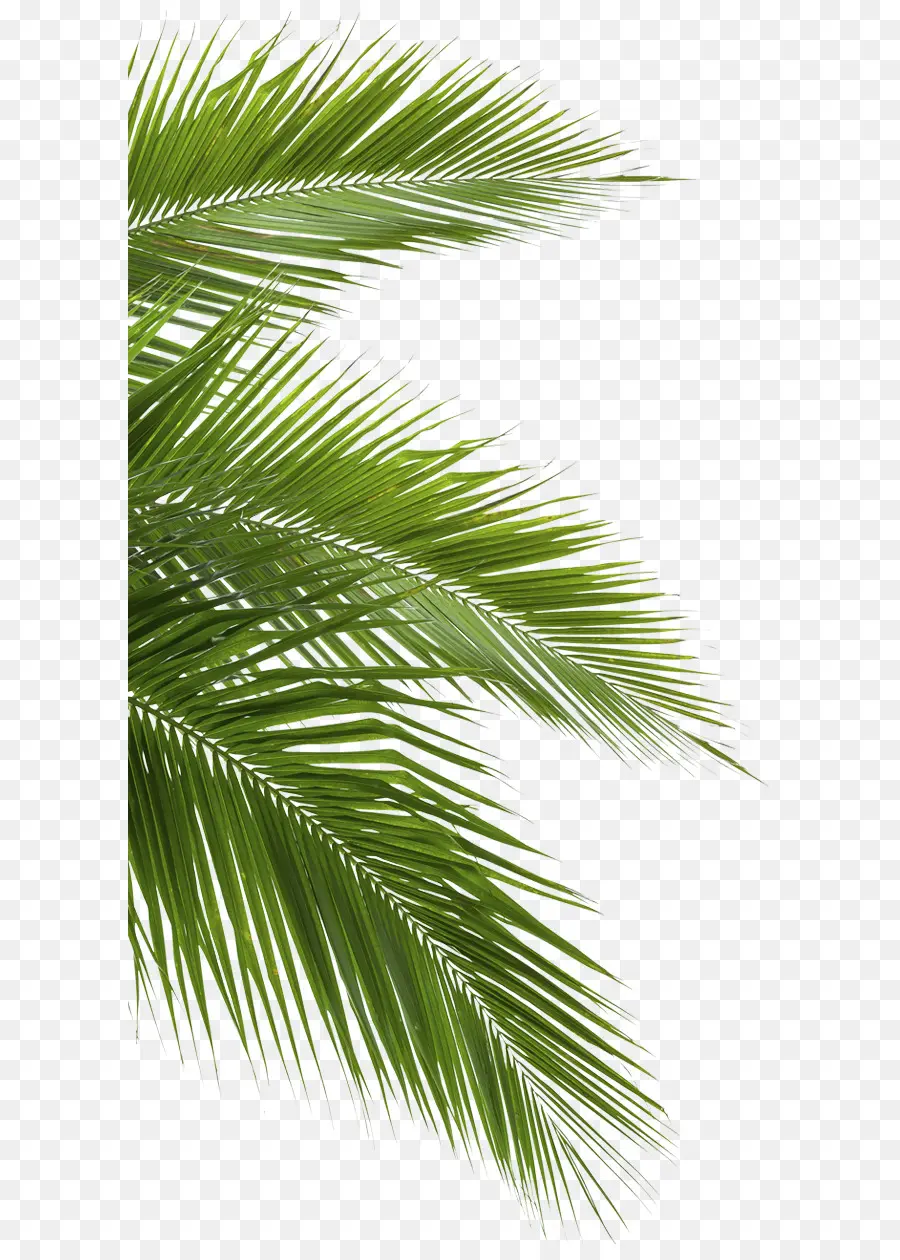 Coco，Arecaceae PNG