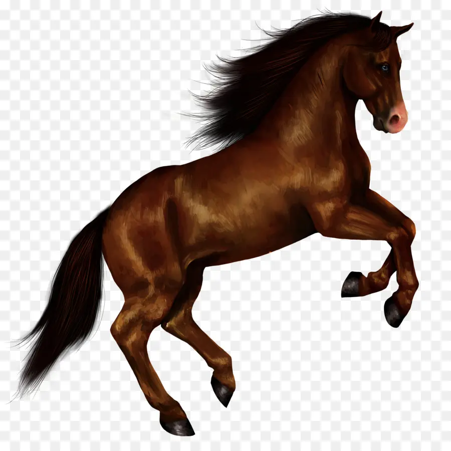 American Paint Horse，De Pie Caballo PNG