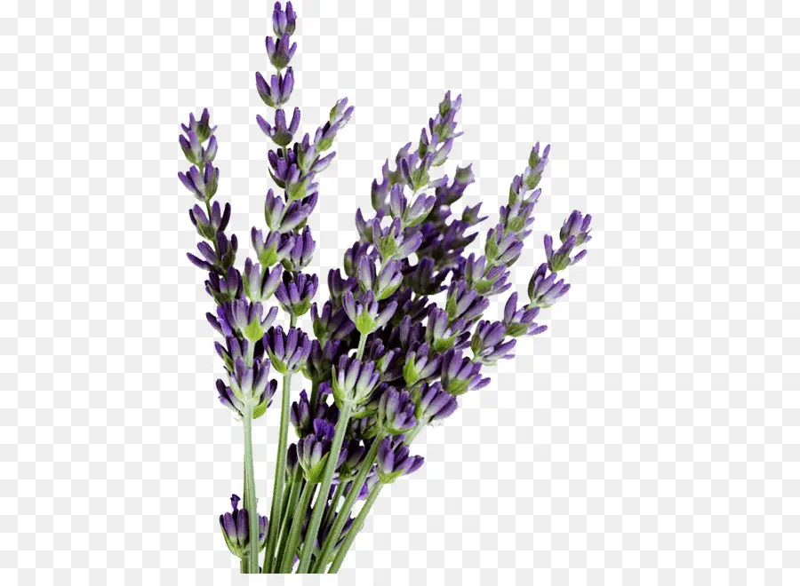 Lavanda Inglesa，Lavandula Dentata PNG