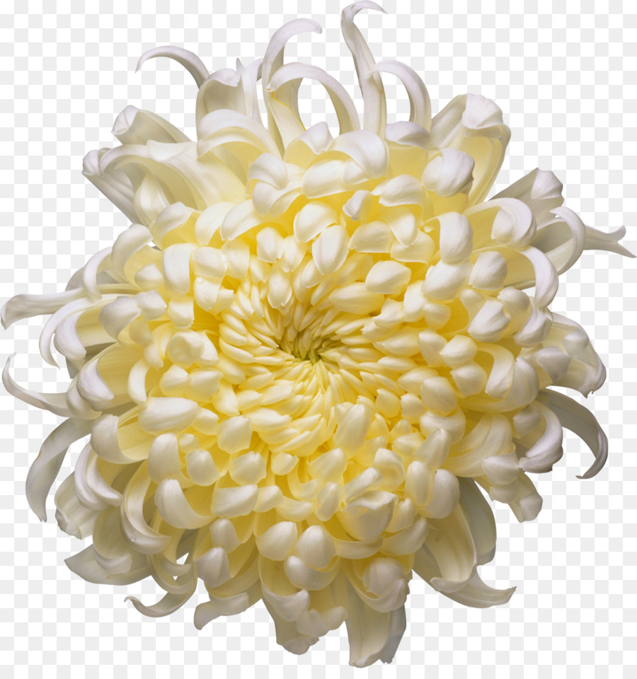 Flor，Amarillo PNG