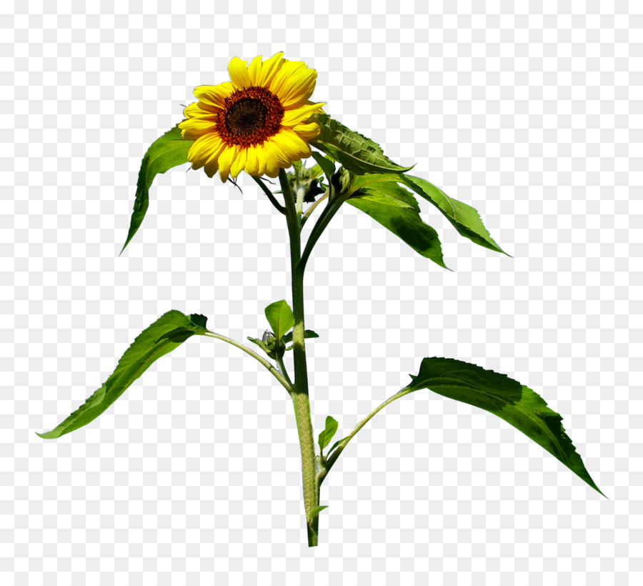 Girasol，Amarillo PNG