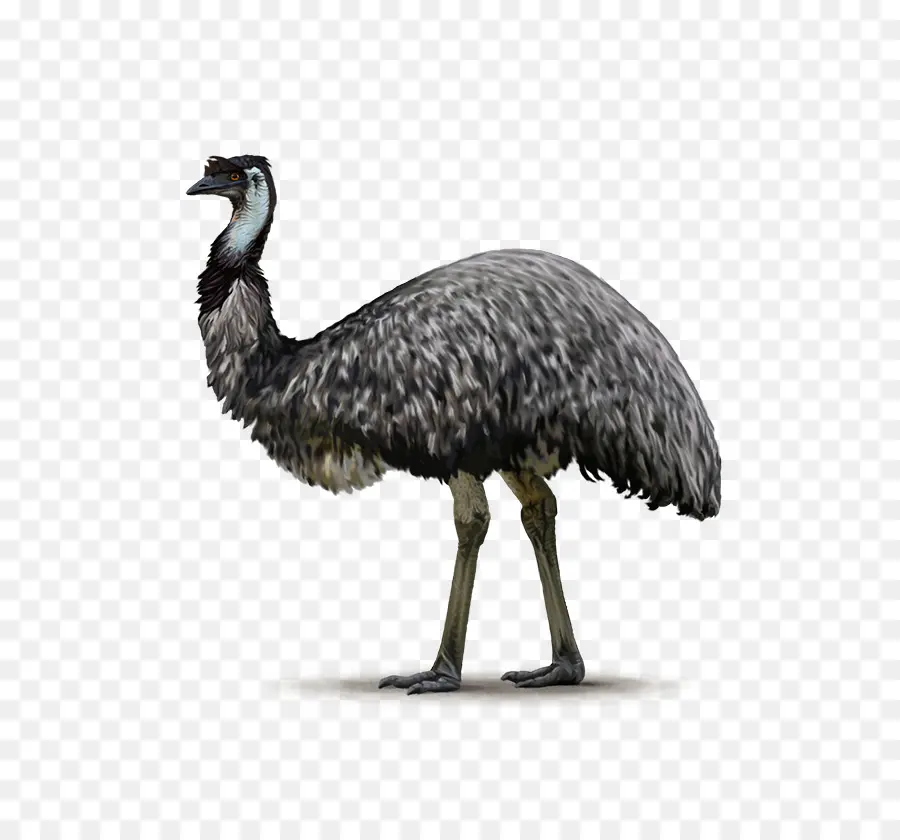 Avestruz，Animal PNG