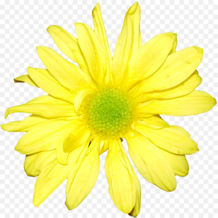 Flor，Amarillo PNG