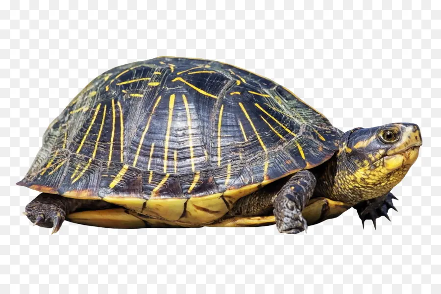 Tortuga，Reptil PNG