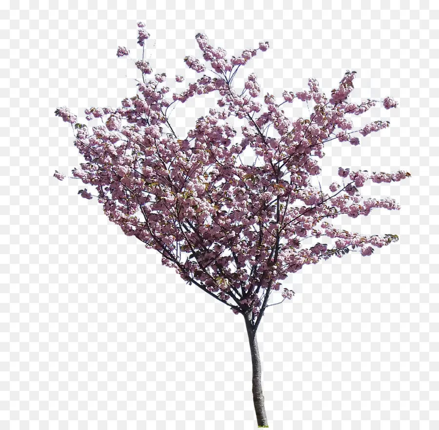 Árbol De Flores Rosadas，Florecer PNG