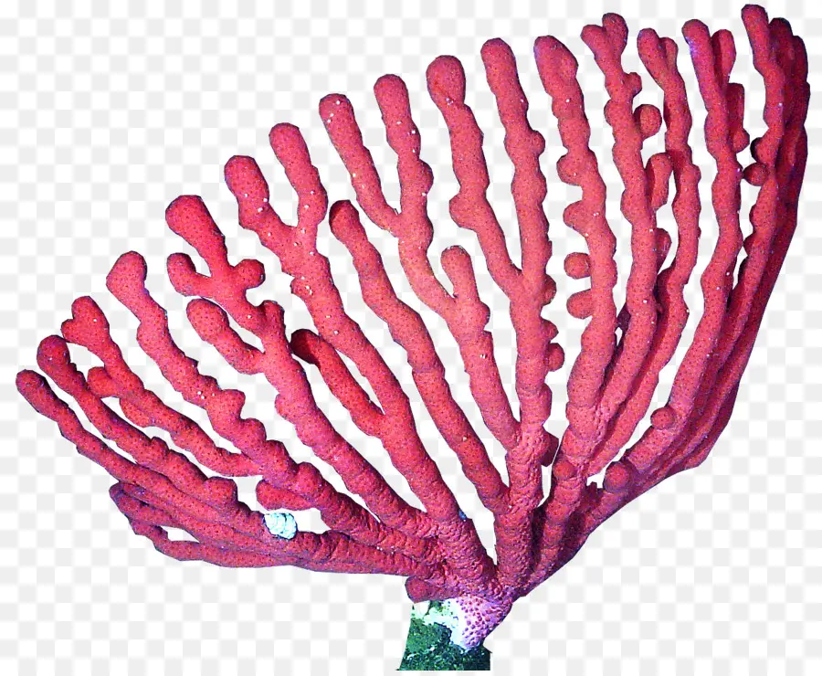 Coral，Arrecife De Coral PNG