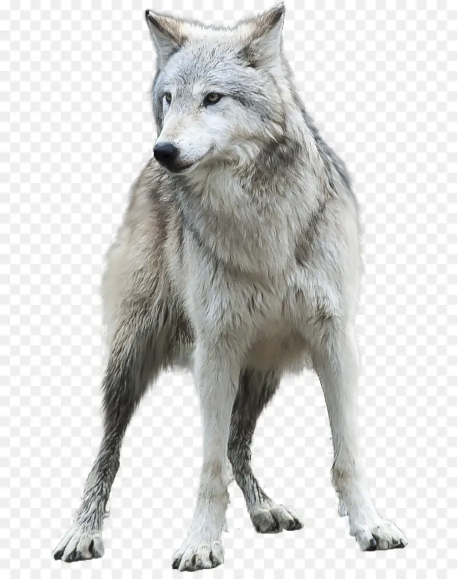 El Lobo ártico，Fondo De Escritorio PNG