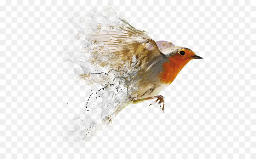 Pájaro Colorido，Vuelo PNG