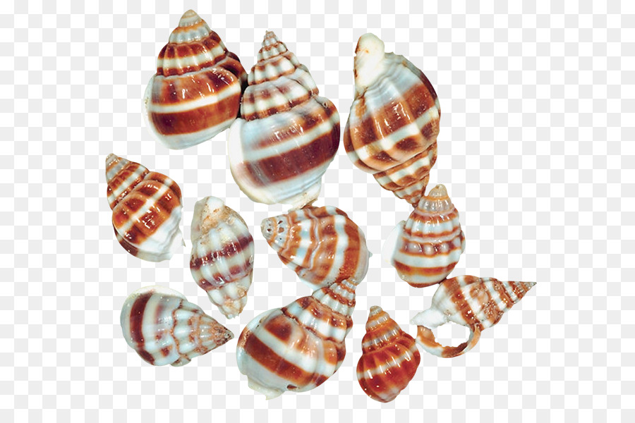 Concha，Caracol De Mar PNG