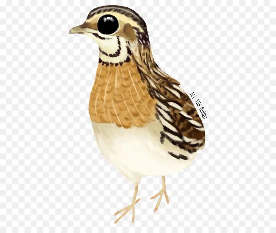 Pájaro，Plumas PNG