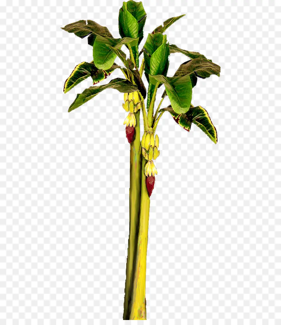 Banana，Hoja De Plátano PNG