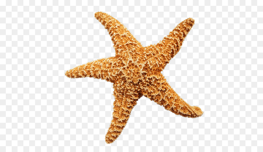 Olbersdorfer Ver，Estrella De Mar PNG