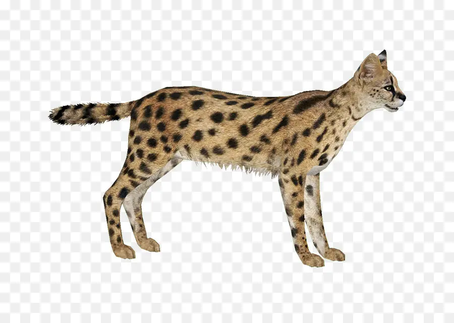 Savannah Gato，Zoo Tycoon 2 PNG