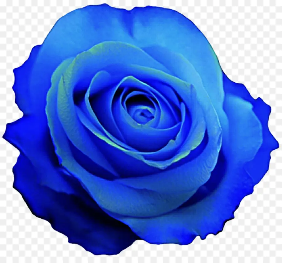 Rosa Azul，Rosa PNG