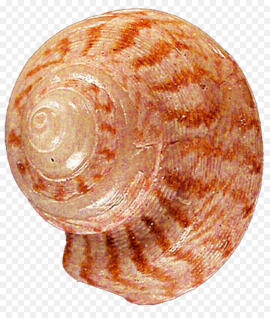 Caracol，Caparazón PNG