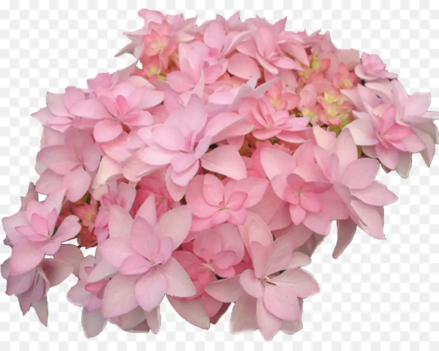 French Hydrangea，Hortensia Serrata PNG