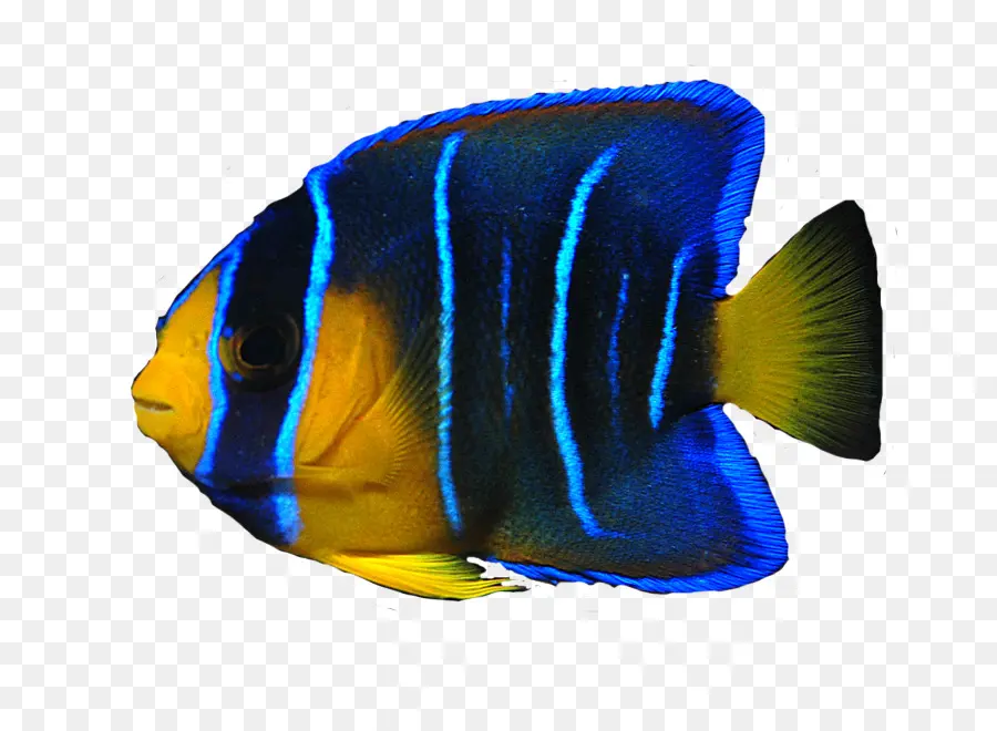 Peces Coloridos，Acuático PNG