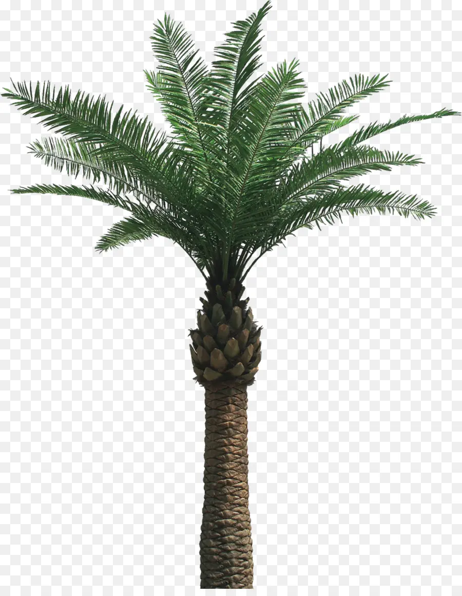 Palmera，Tropical PNG