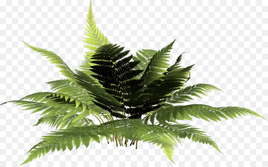 Planta Vascular，Helecho PNG