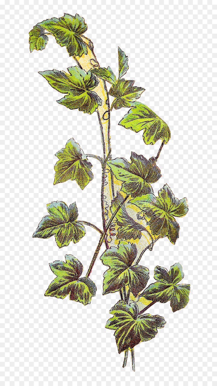 Planta Verde，Hojas PNG