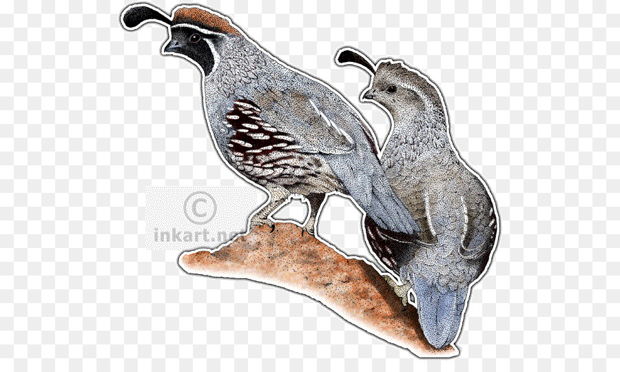 Aves Codornices，Codorniz PNG