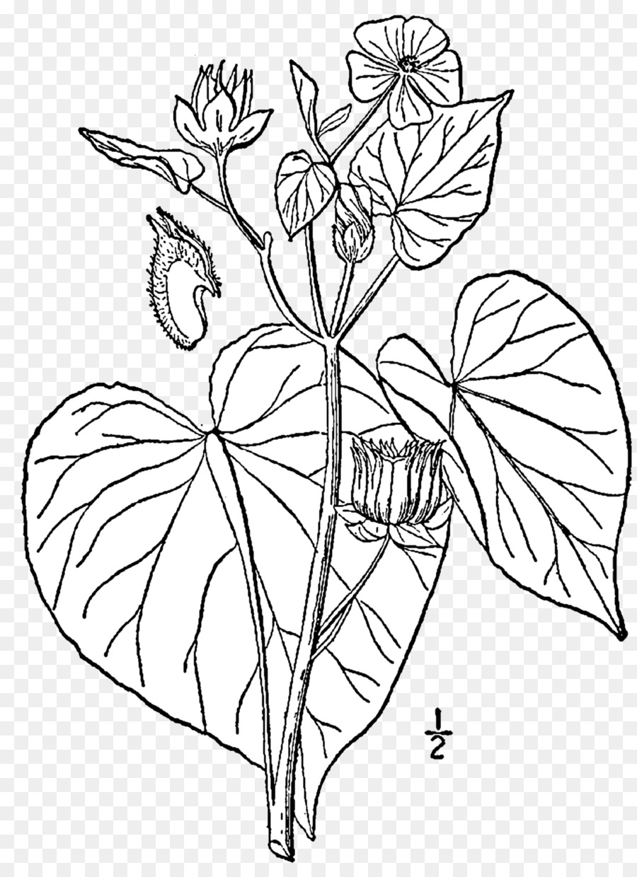 Teofrasti Abutilon，Dibujo PNG