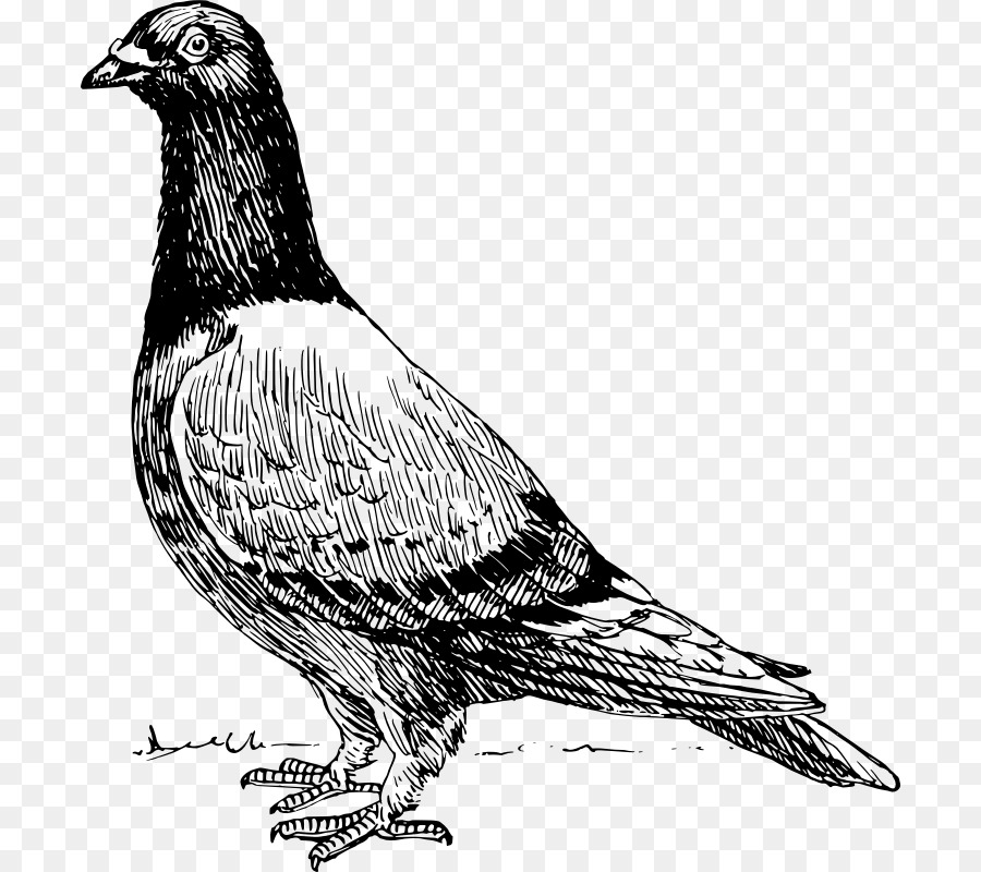 Homing Pigeon，Espectáculo De América Racer PNG