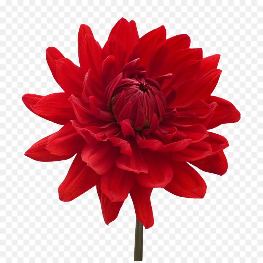 Flor Roja，Pétalos PNG