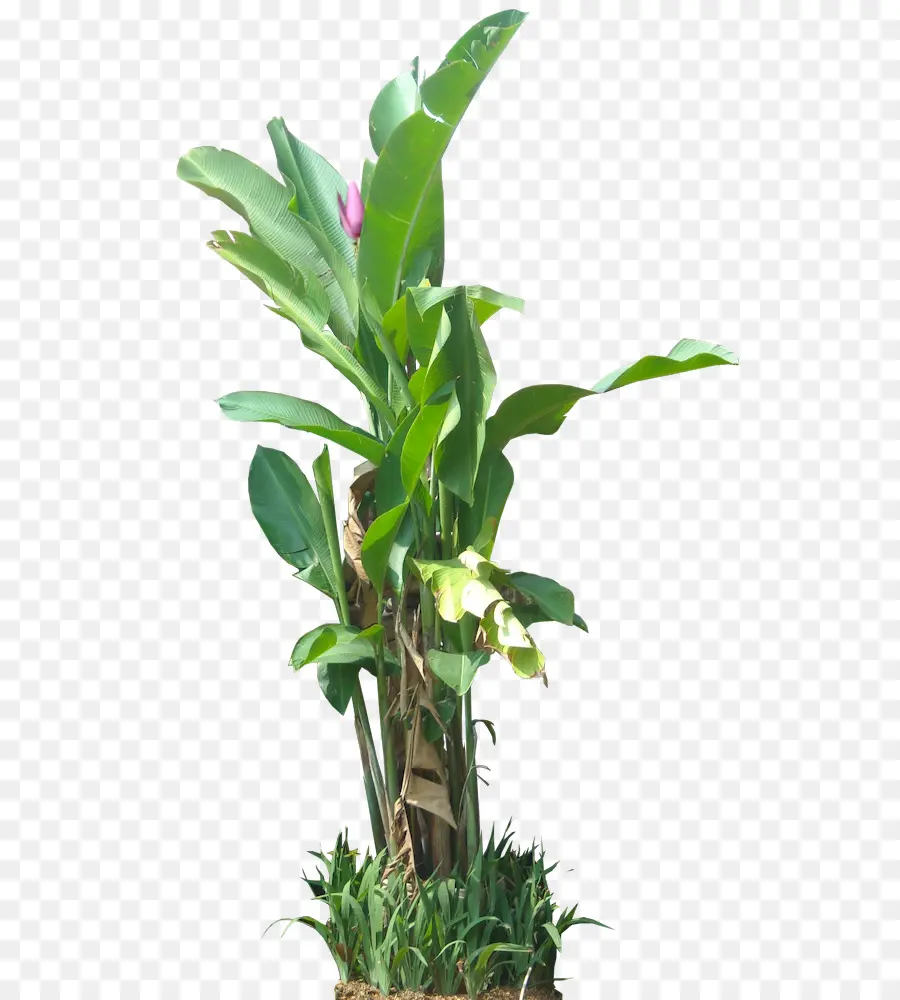 Planta De Banano，Tropical PNG