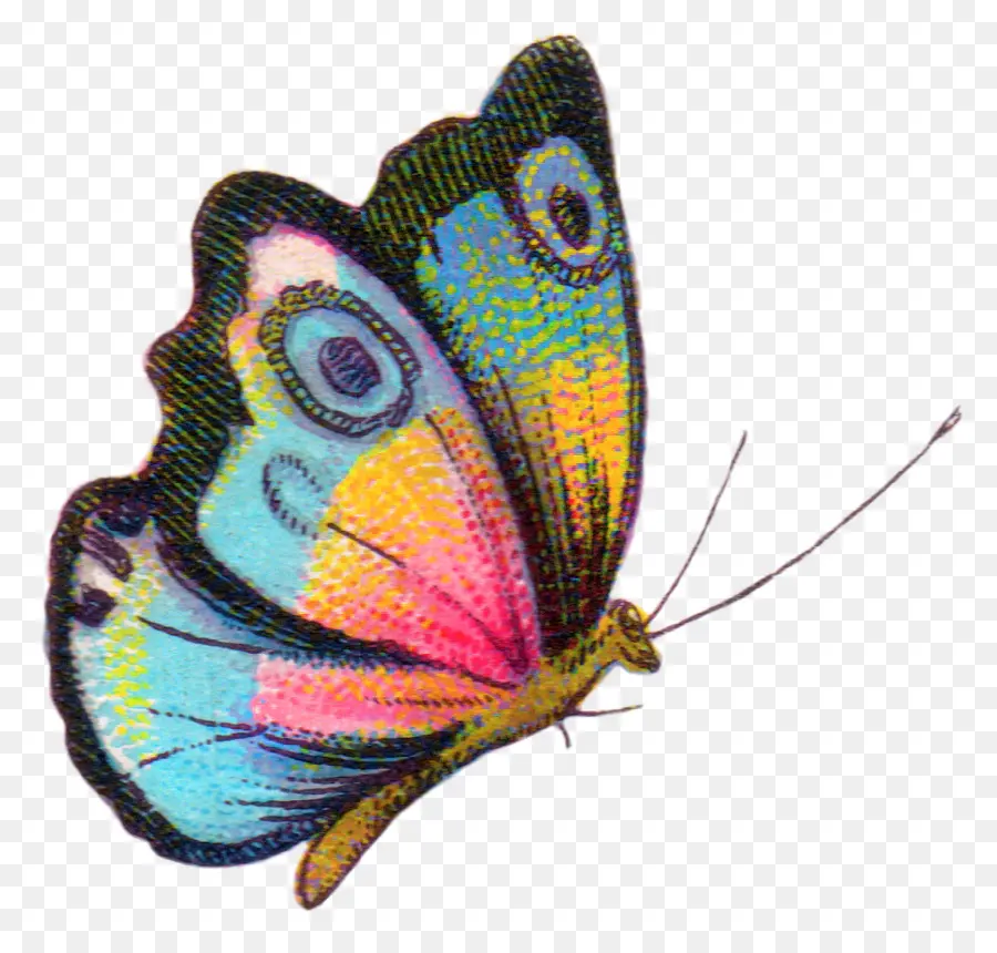 Mariposa Colorida，Alas PNG