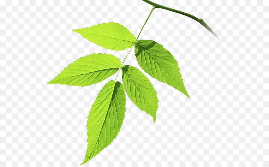 Hojas Verdes，Naturaleza PNG