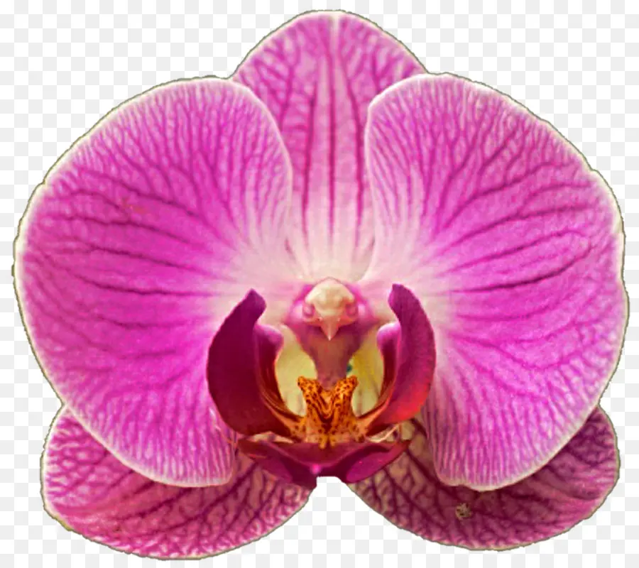 Las Orquídeas，La Polilla De Las Orquídeas PNG