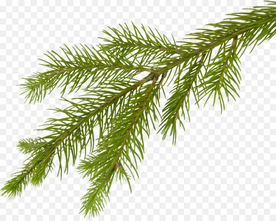 Fir，árbol PNG