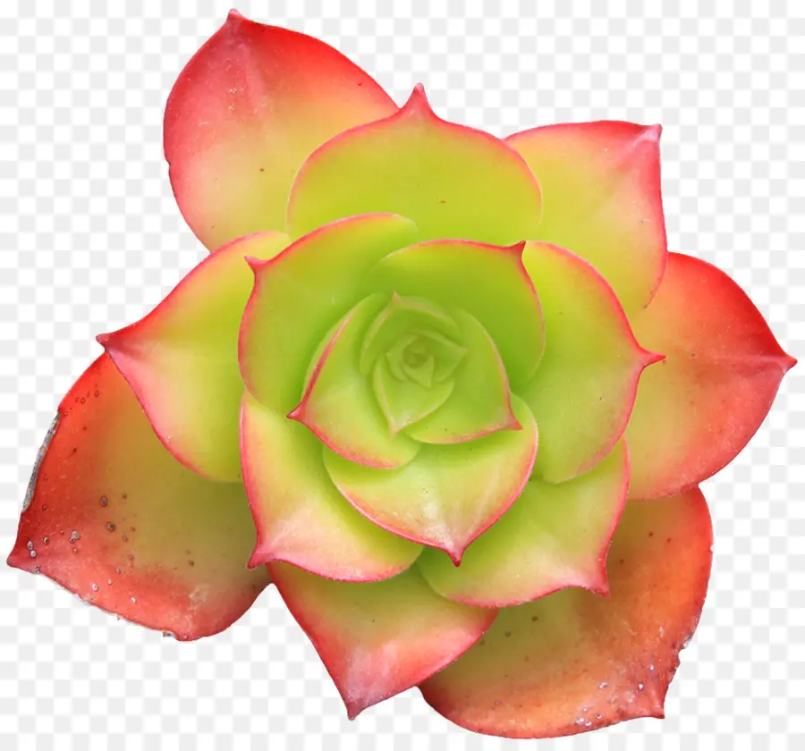 Suculento，Cactus PNG