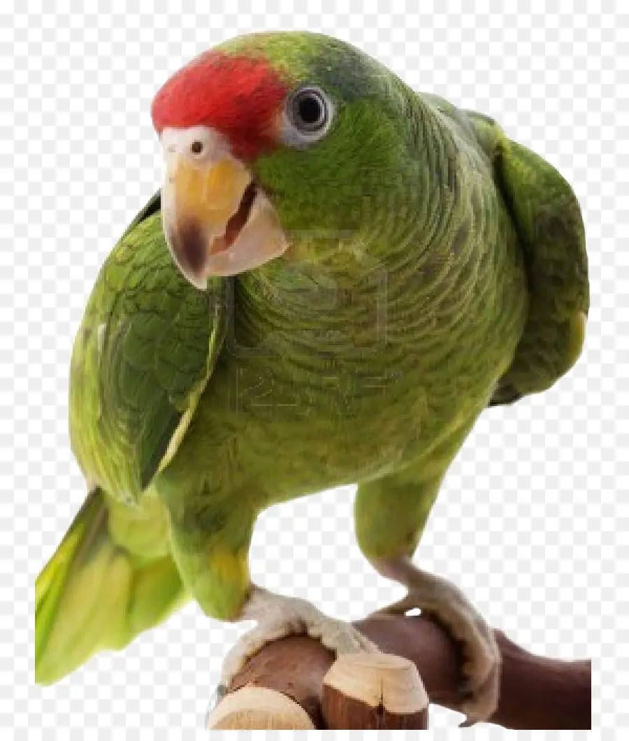 Loro Verde，Pájaro PNG