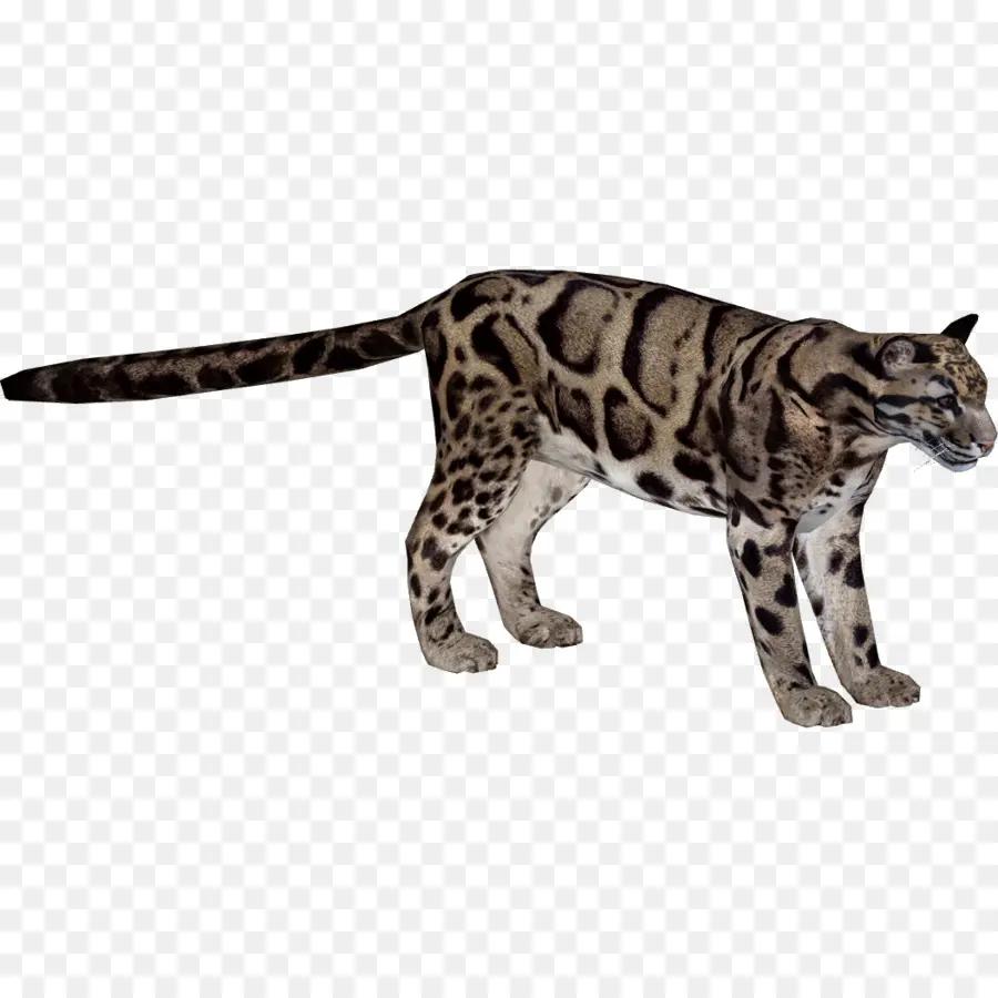 Felidae，Leopardo Indio PNG