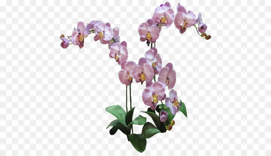 Phalaenopsis Equestris，Las Orquídeas PNG