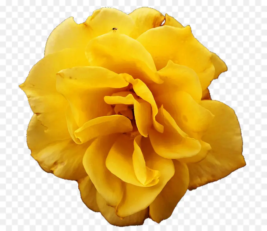 Rosa Amarilla，Floración PNG