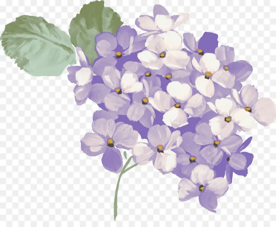 Hortensia，Descargar PNG