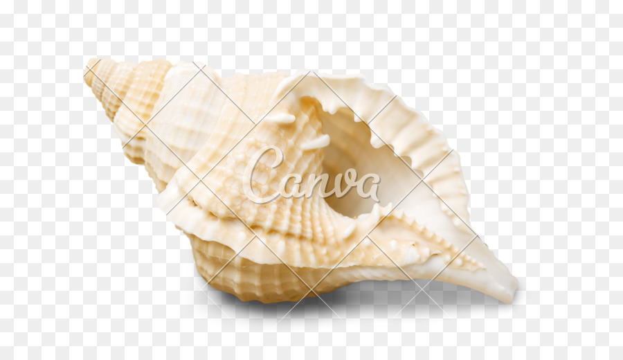 Concha，Shankha PNG