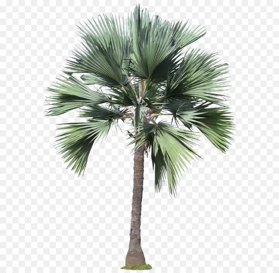 Arecaceae，árbol PNG