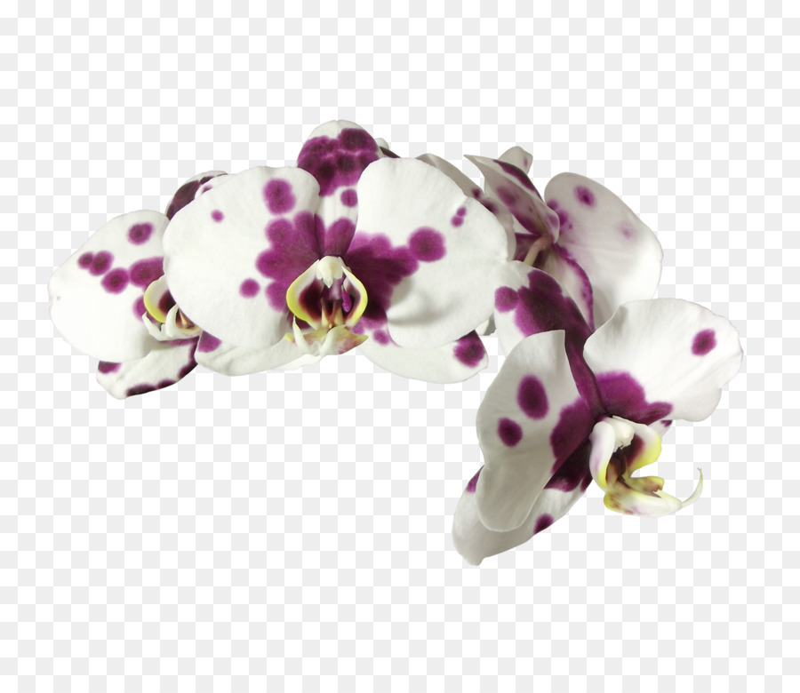 Orquídeas Blancas，Florecer PNG