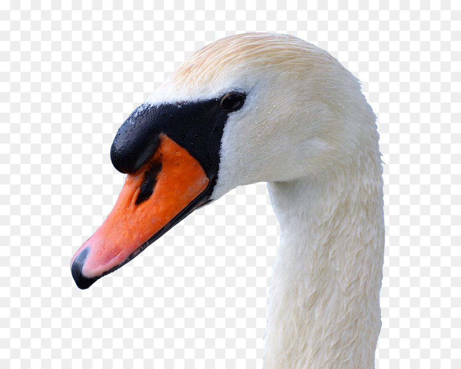 Pájaro，Cisne Negro PNG