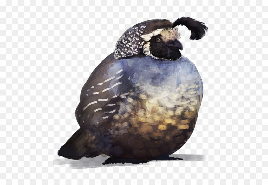 Pájaro，Codorniz Común PNG